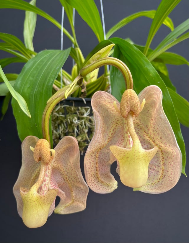 標本 RSA Atrichiana placida 18mm SPECIES ORCHIDS | Appalachian Tropicals