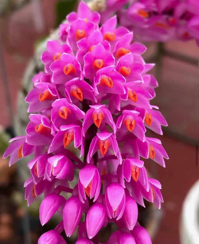 DENDROBIUMS | Appalachian Tropicals