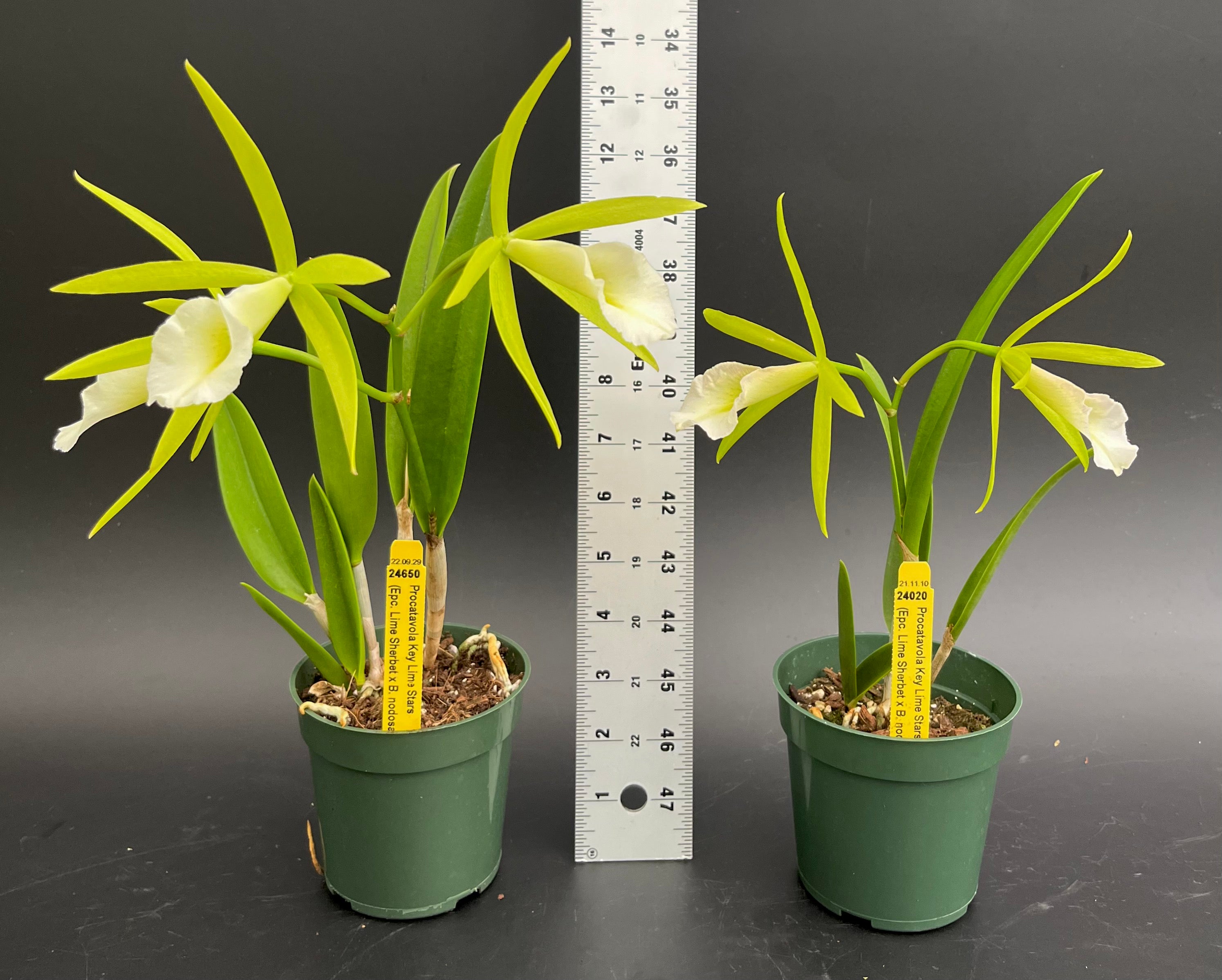 Pcv. Key Lime Stars (Epc. Lime Sherbert x B. nodosa) - 4