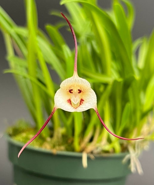 MINIATURE ORCHIDS | Appalachian Tropicals