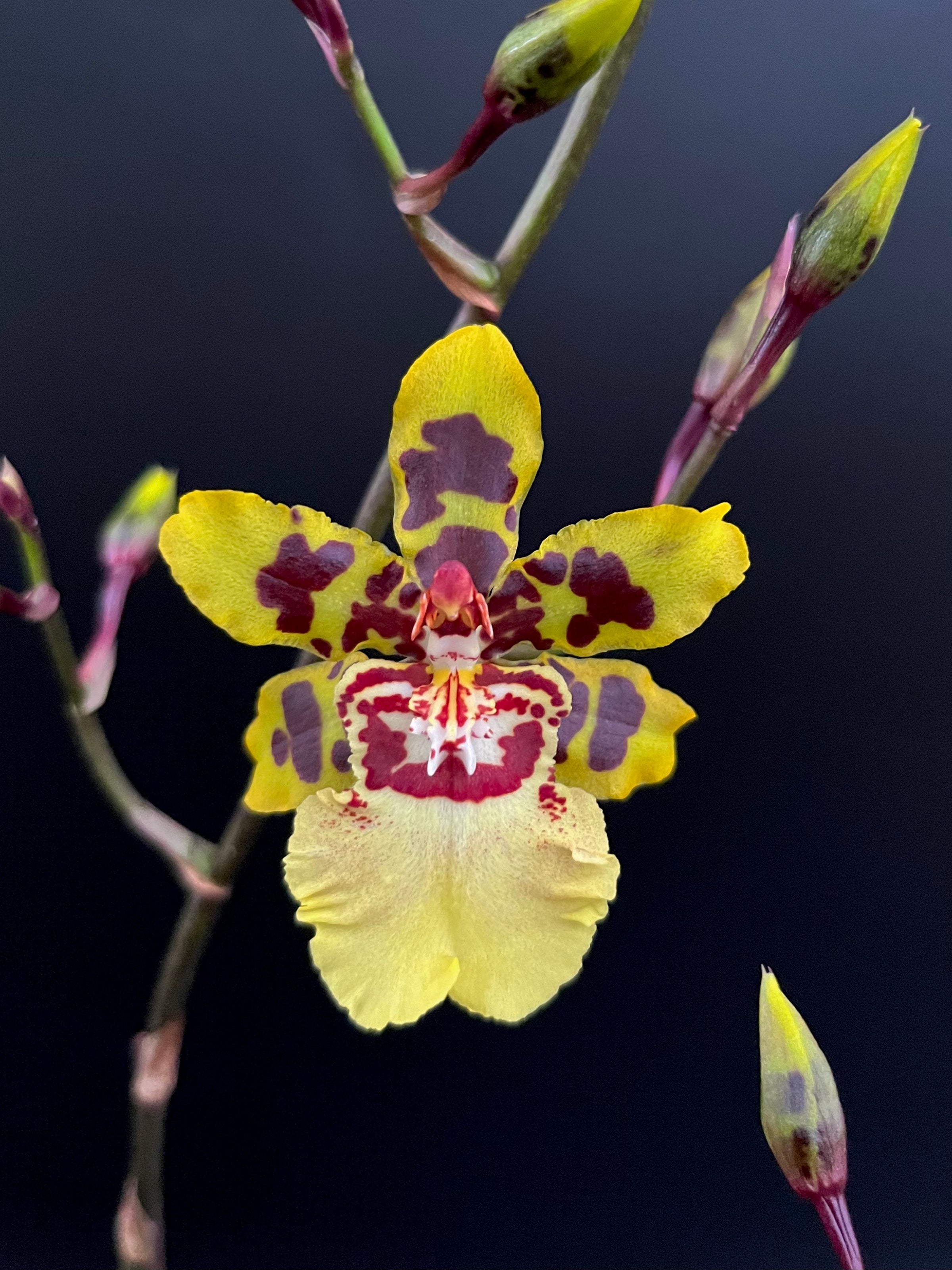 Onc. Dorothy Wisdom 'Golden Gate' - 4
