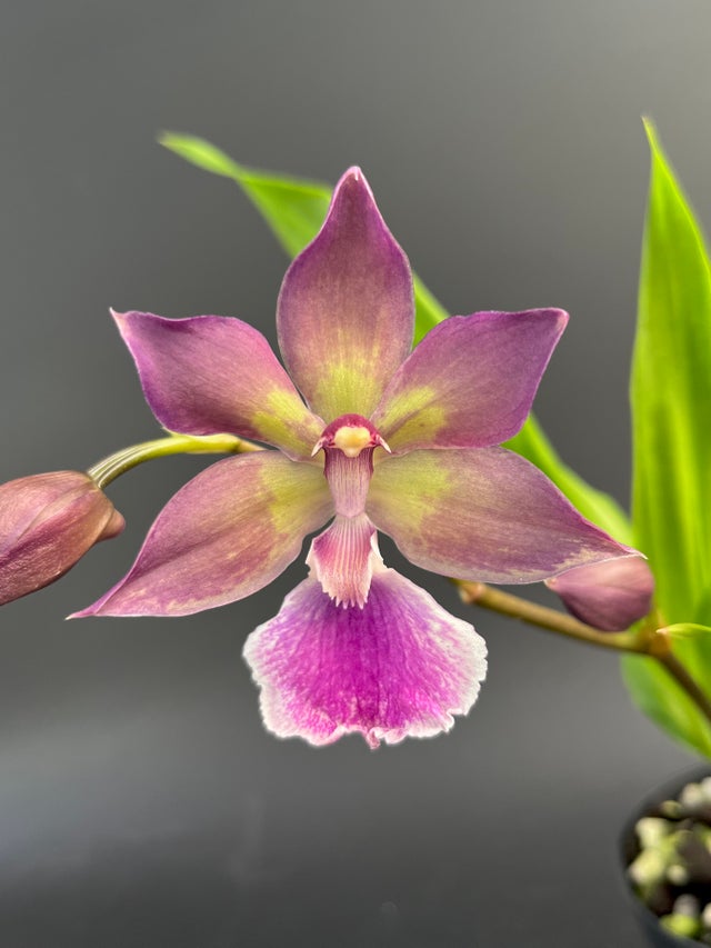 ZYGOPETALUMS | Appalachian Tropicals