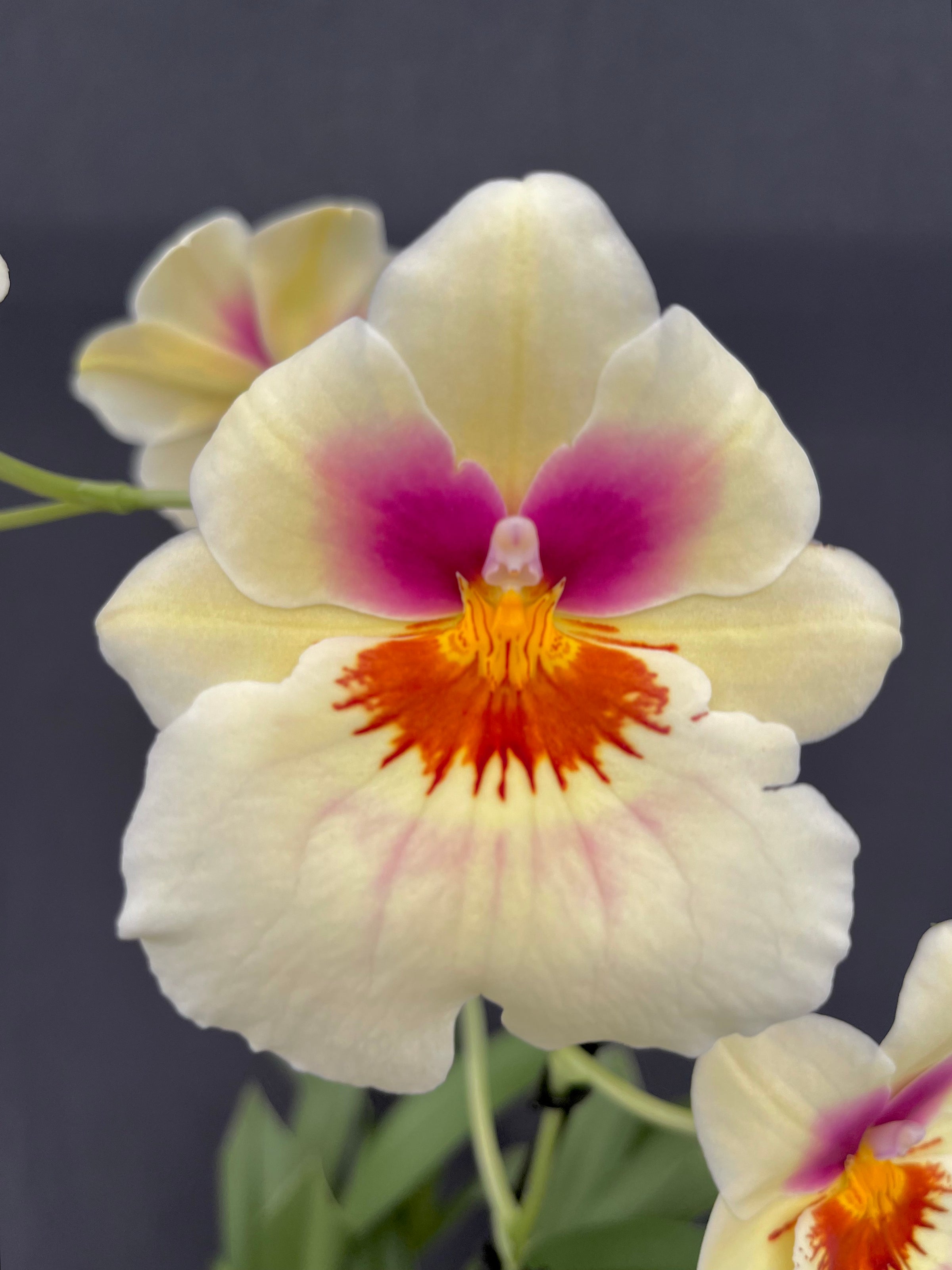 Mps. Arthur Cobbledick 'Springtime' HCC/AOS - 4