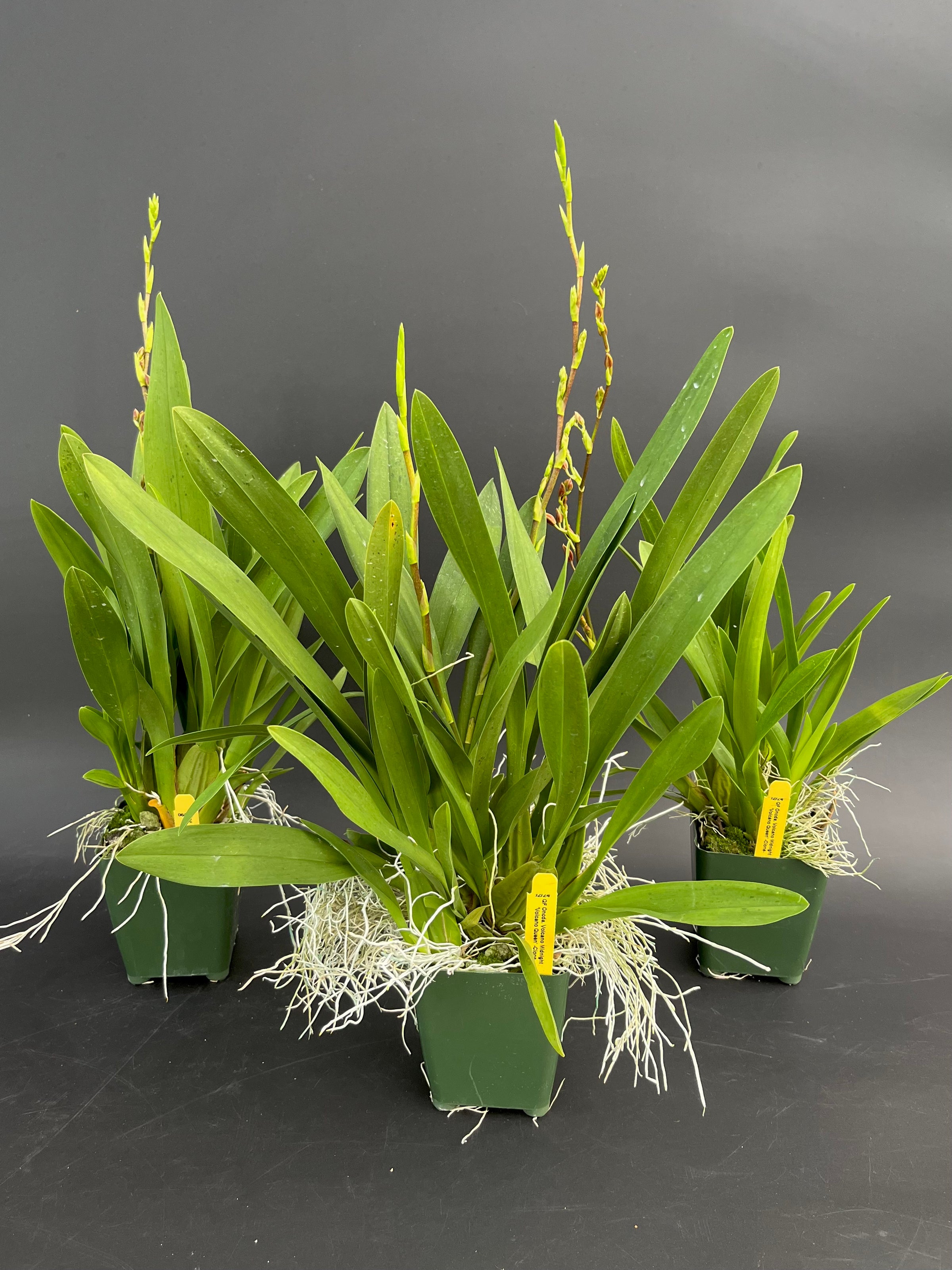 Oncda. Volcano Midnight 'Volcano Queen' - 4
