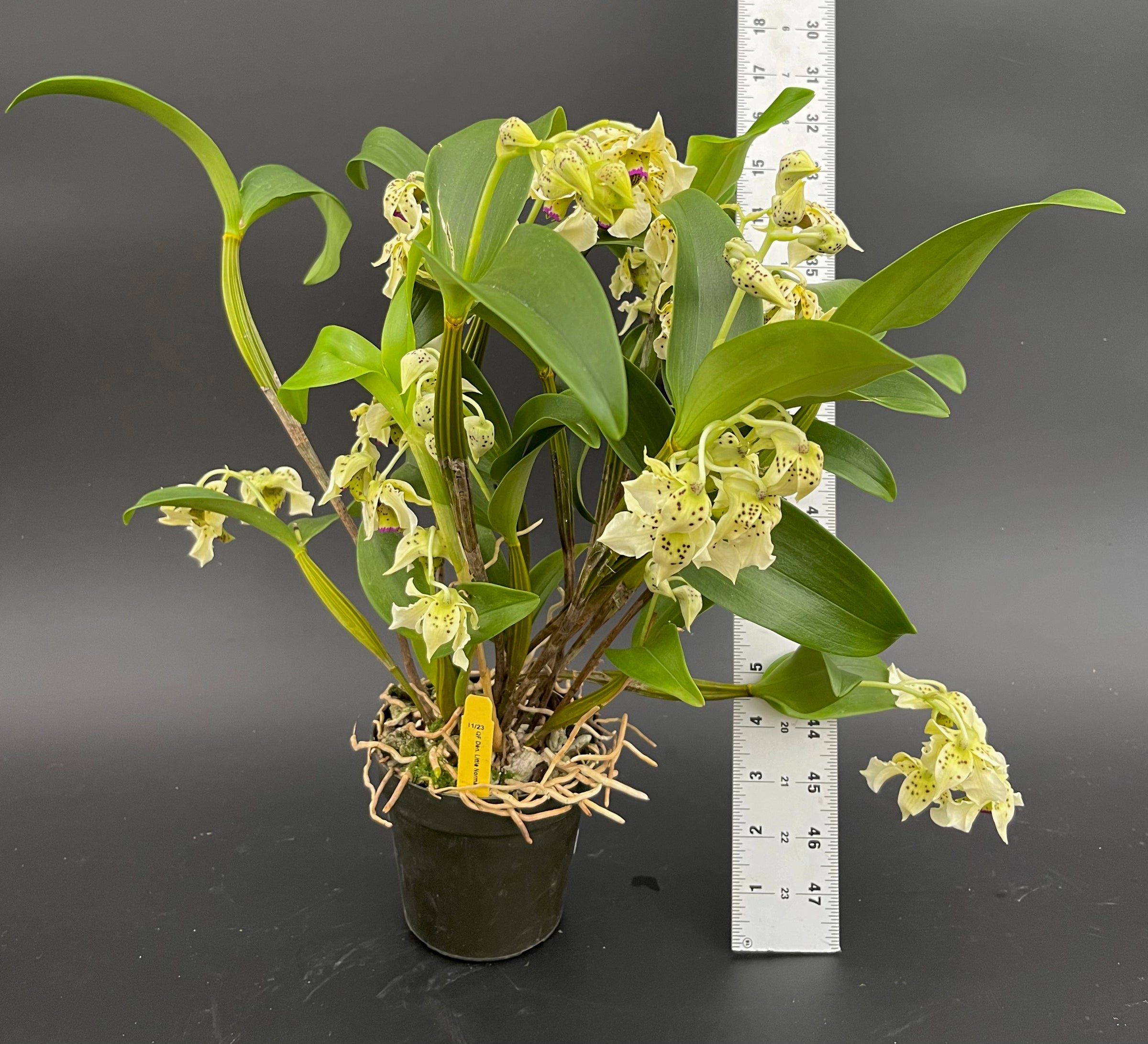 Den. Little Norman - 4