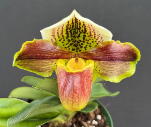 orchids73　確認ページ Can you help me ID this orchid? Thank you