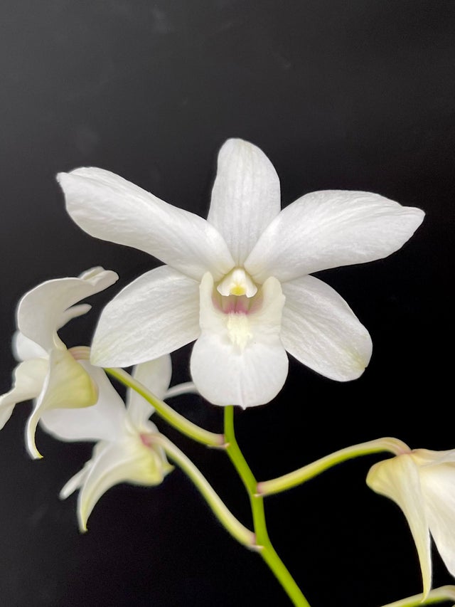 south peak plants　ベイチー2nd、アーバンリバーなど south peak plants様専用 ベイチー2nd、アーバンリバーなど