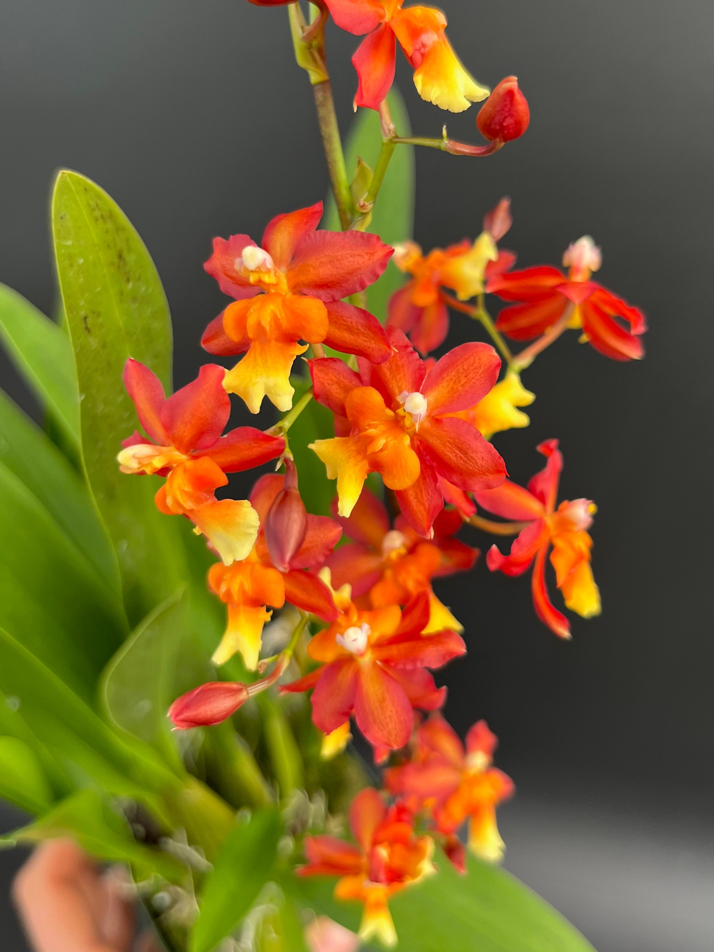 Oncda. Volcano Midnight 'Volcano Queen' - 4