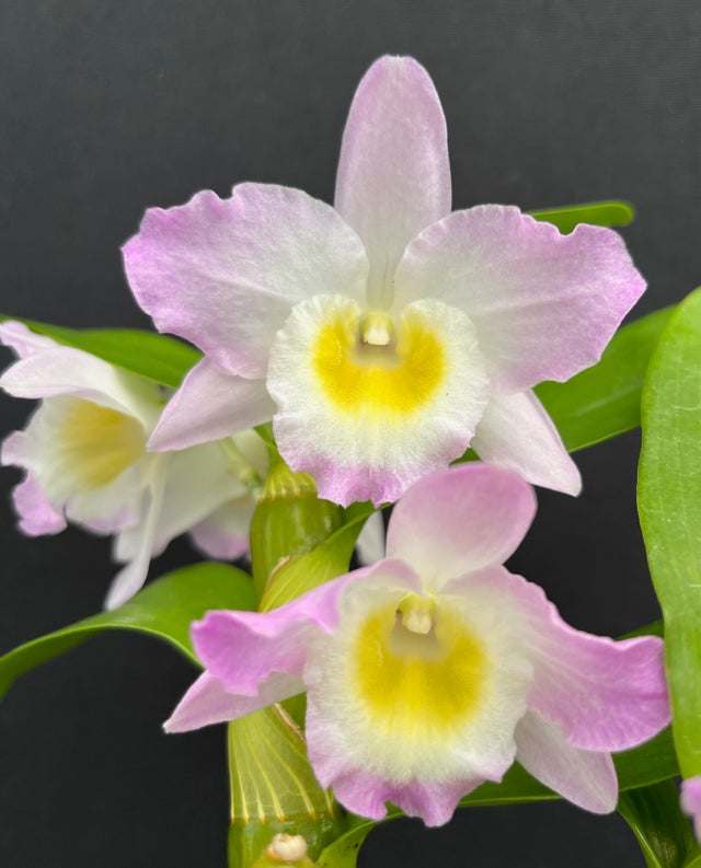 DENDROBIUMS | Appalachian Tropicals