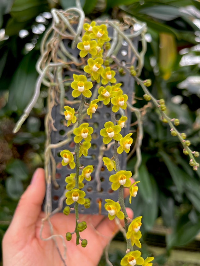 MINIATURE ORCHIDS | Appalachian Tropicals