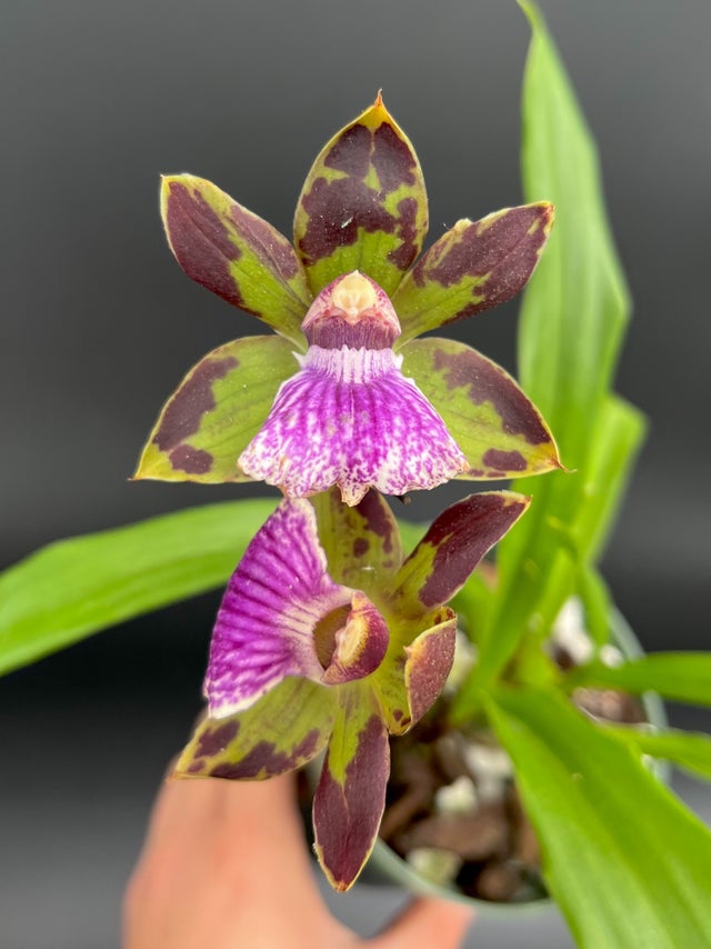 ZYGOPETALUMS | Appalachian Tropicals