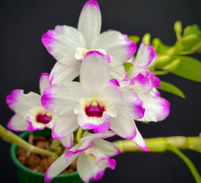 DENDROBIUMS | Appalachian Tropicals
