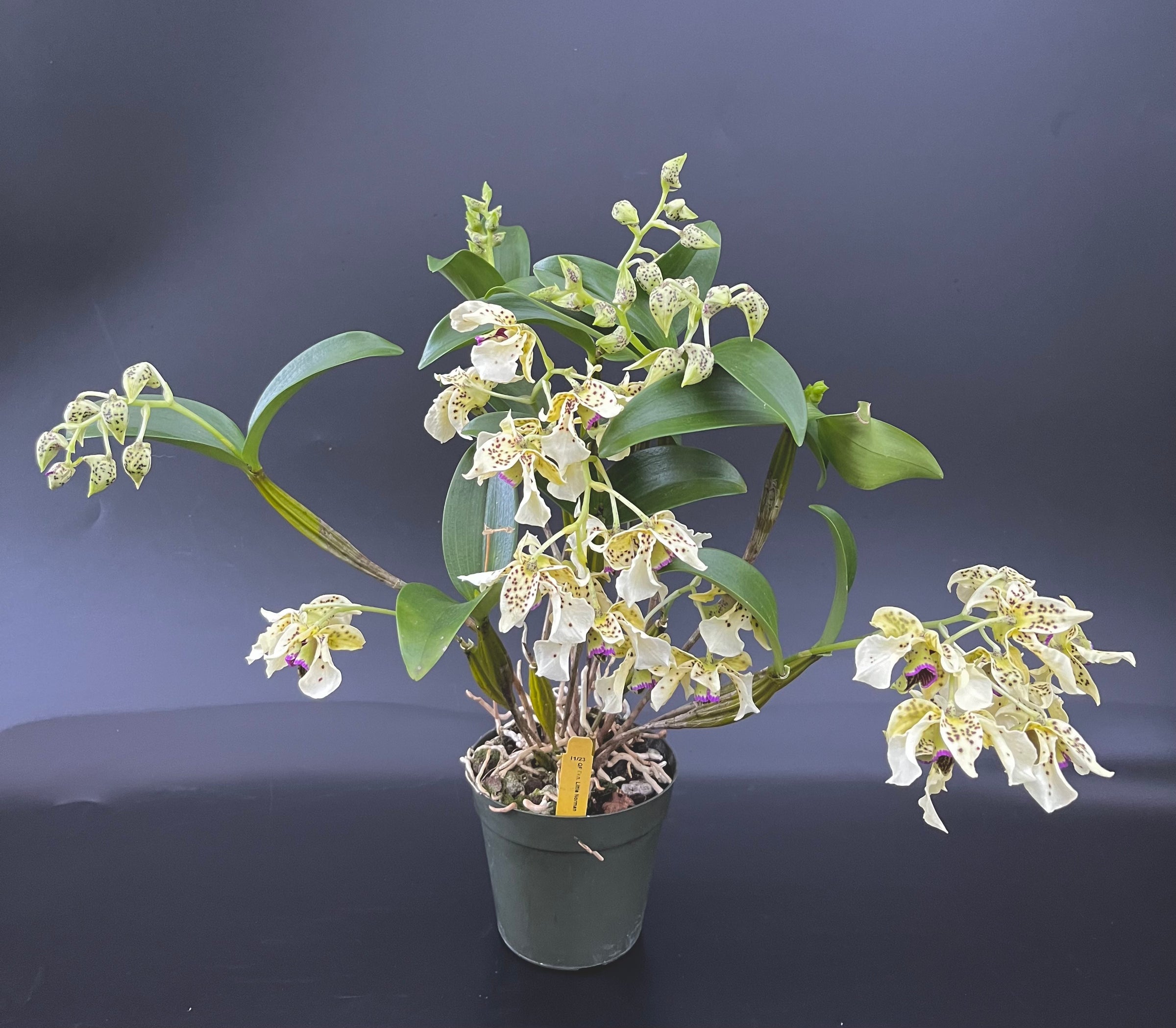 Den. Little Norman - 4