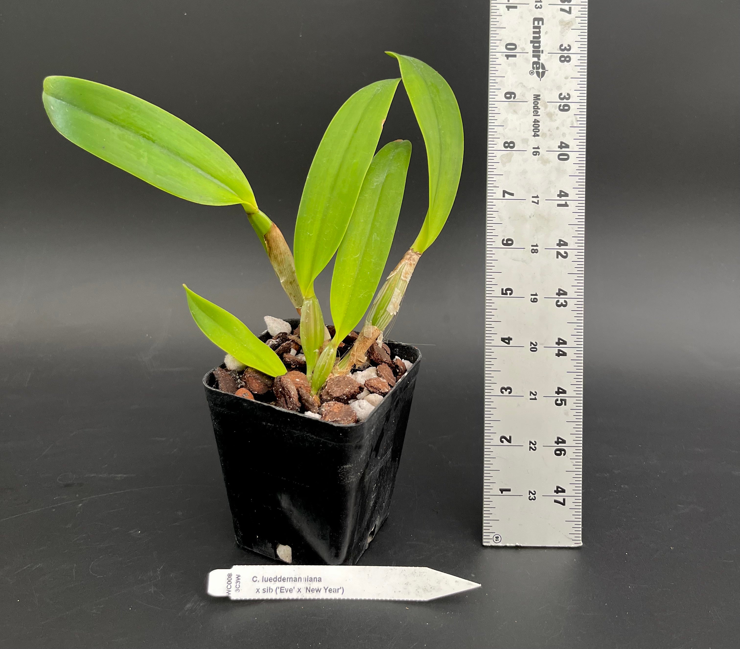 C. lueddemanniana x sib ('Eve' x 'New Year') - 4