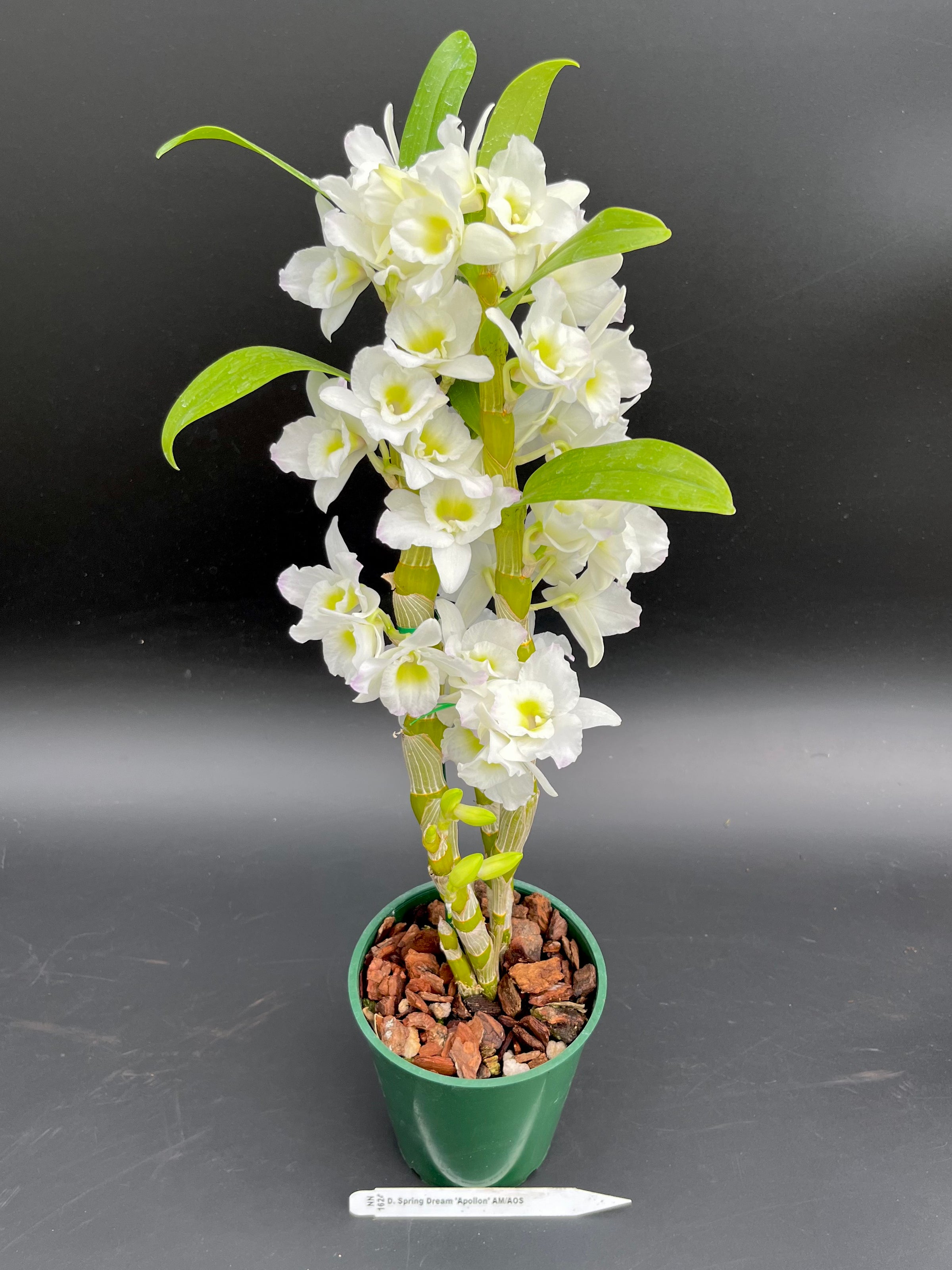 Den. Spring Dream 'Apollon' - 4" pot | Appalachian Tropicals