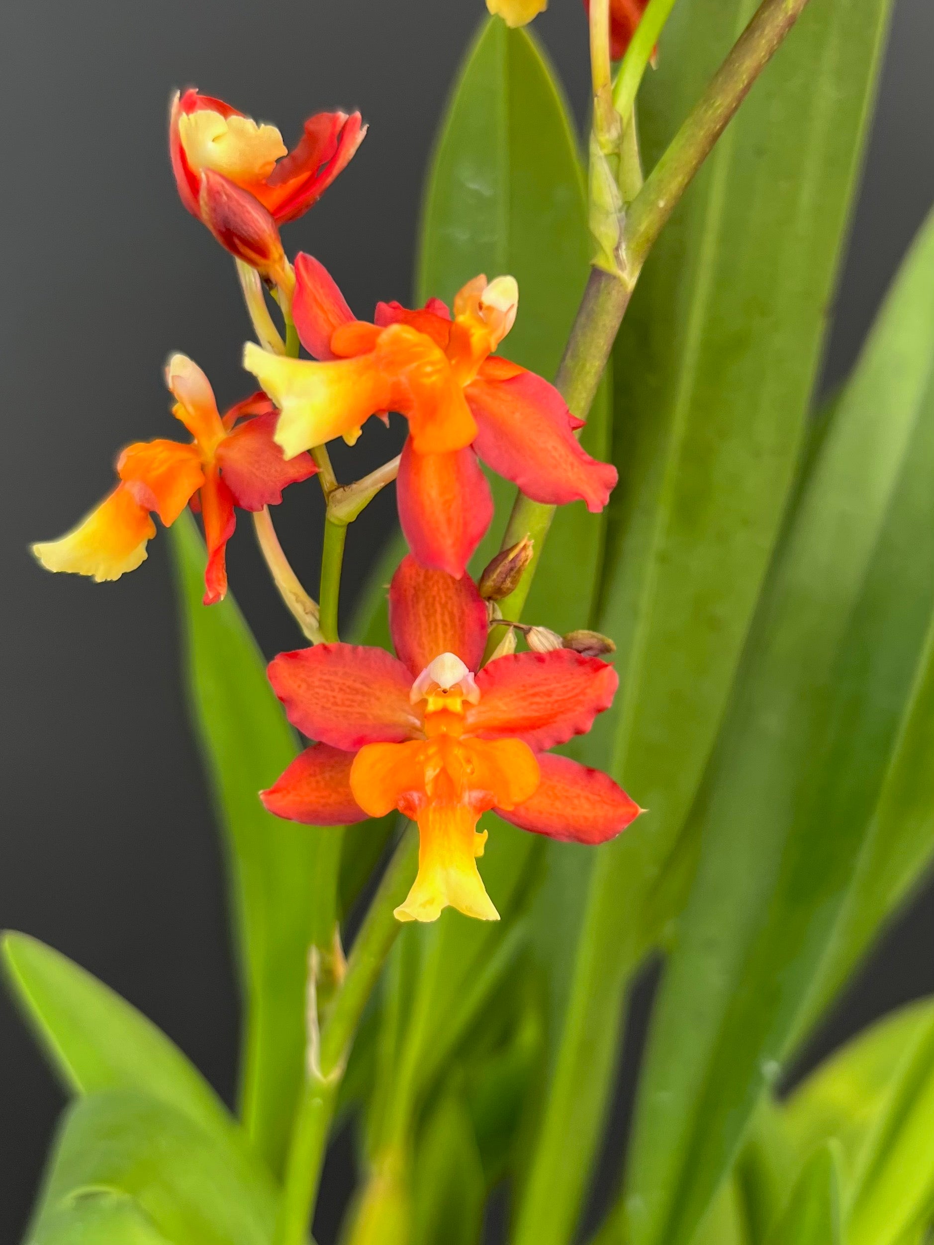 Oncda. Volcano Midnight 'Volcano Queen' - 4