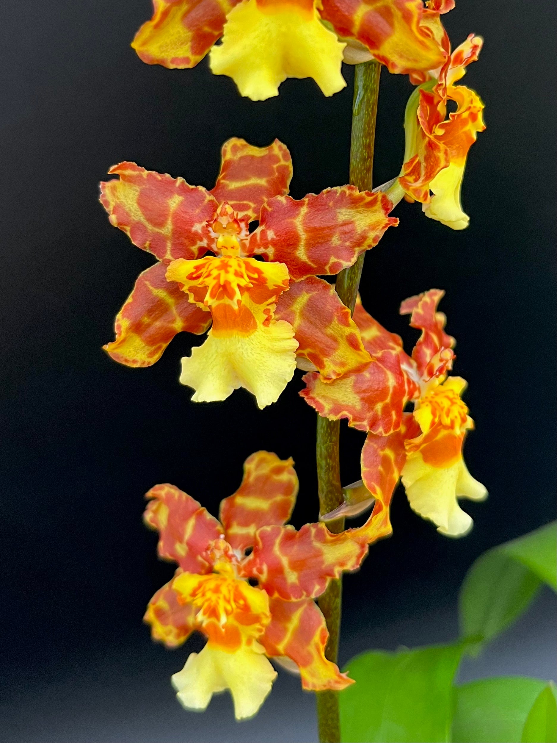 Wils. Pacific Passage 'Handsome' - 4