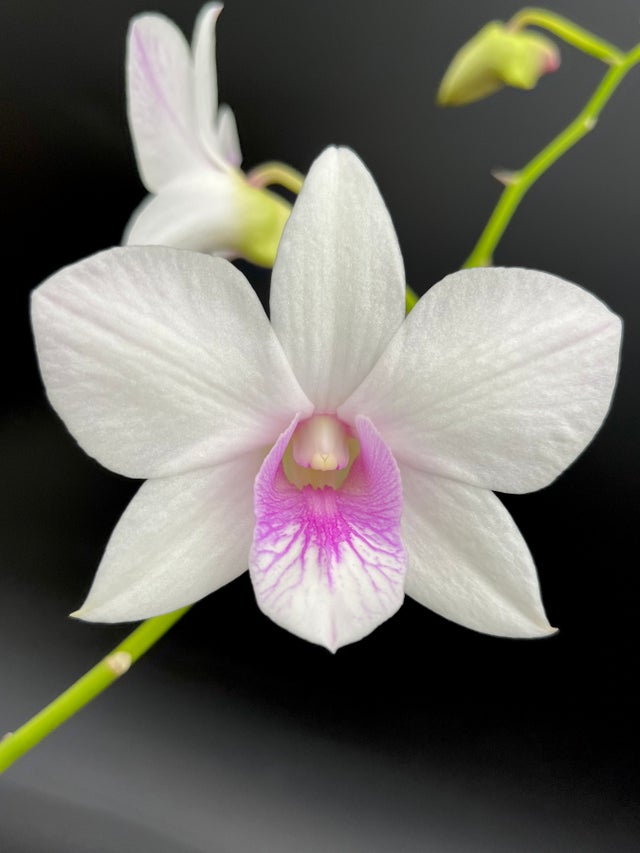 DENDROBIUMS | Appalachian Tropicals