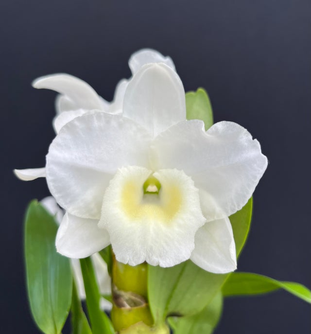 DENDROBIUMS | Appalachian Tropicals