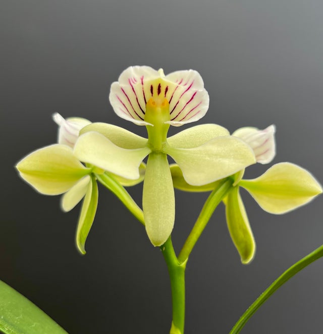 SPECIES ORCHIDS | Appalachian Tropicals