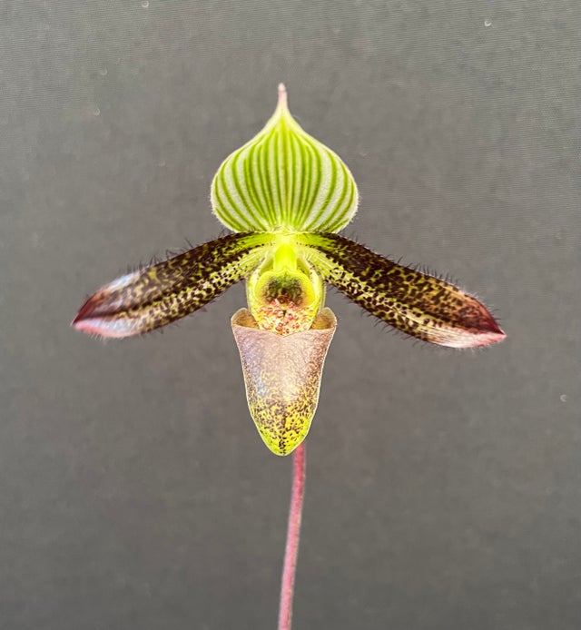 SLIPPER ORCHIDS | Appalachian Tropicals