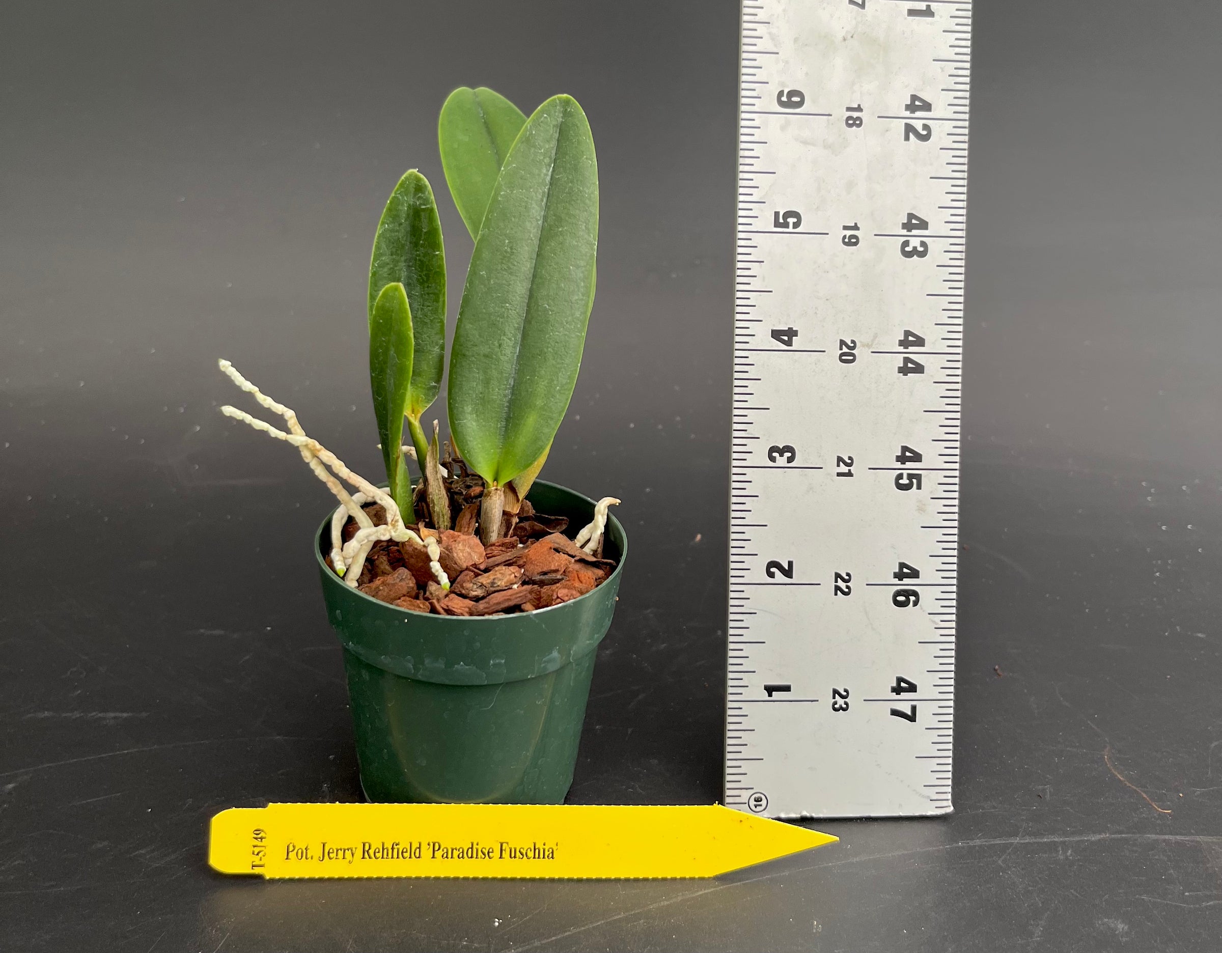 Pot. Jerry Rehfield 'Paradise Fuschia' - 2
