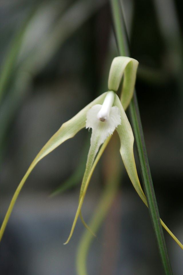 SPECIES ORCHIDS | Appalachian Tropicals