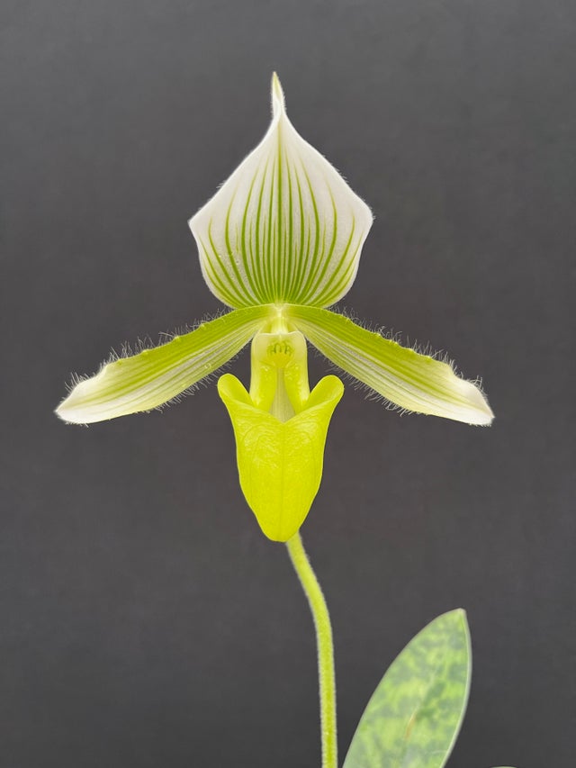 orchids73　確認ページ Can you help me ID this orchid? Thank you