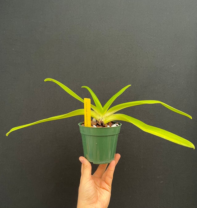 SLIPPER ORCHIDS | Appalachian Tropicals