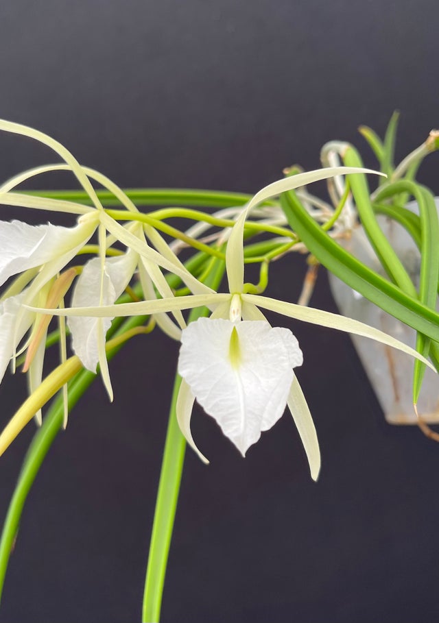 SPECIES ORCHIDS | Appalachian Tropicals