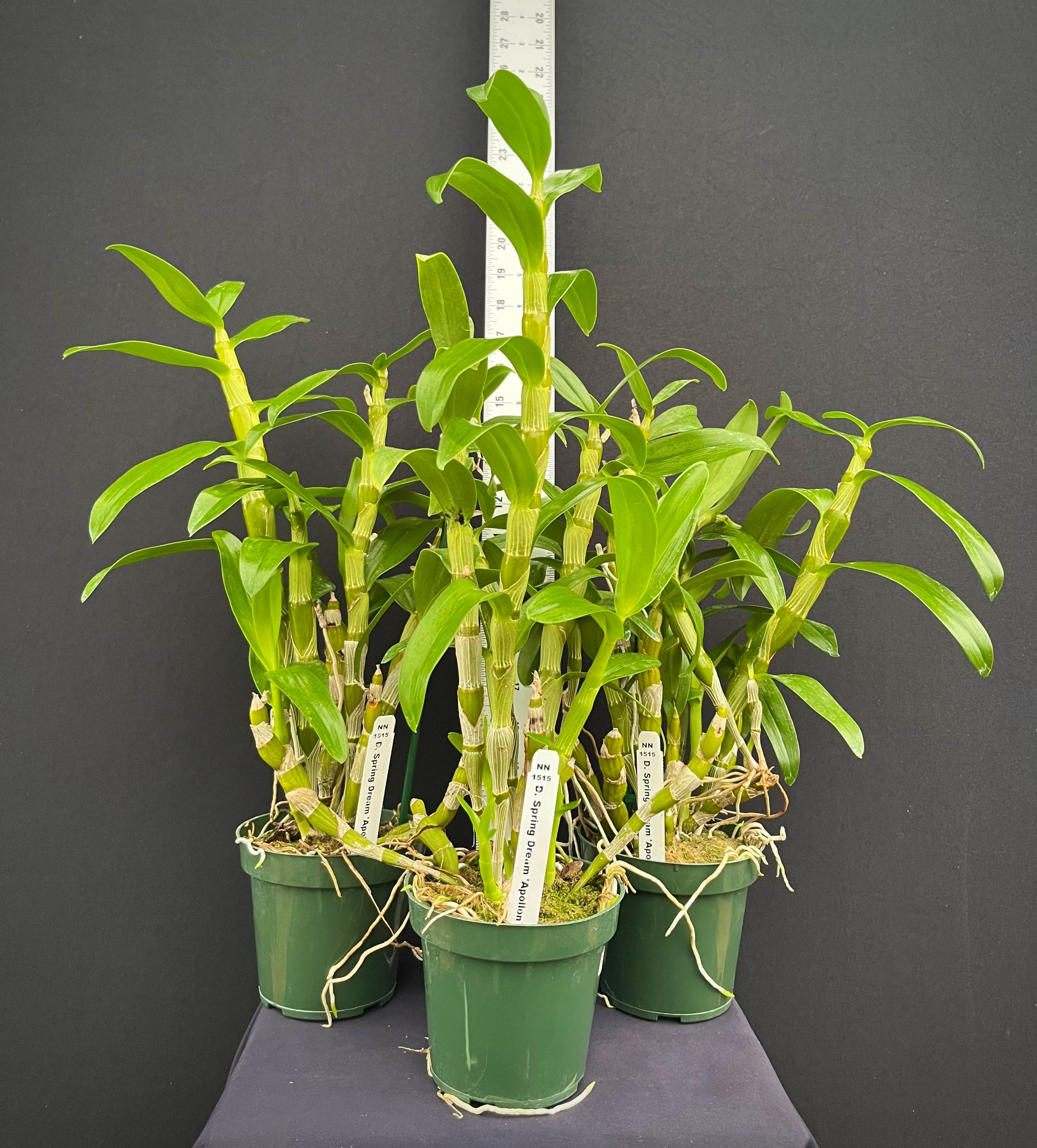 【ミカン】 Bohemians ボヘミアンズ フラワープリント ダウン 再入荷 - Bohemians（ボヘミアンズ） 公式通販オンラインショップ