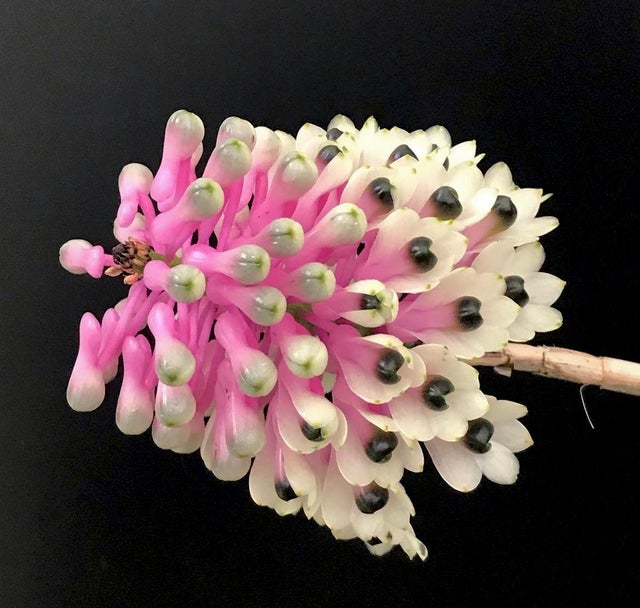 DENDROBIUMS | Appalachian Tropicals