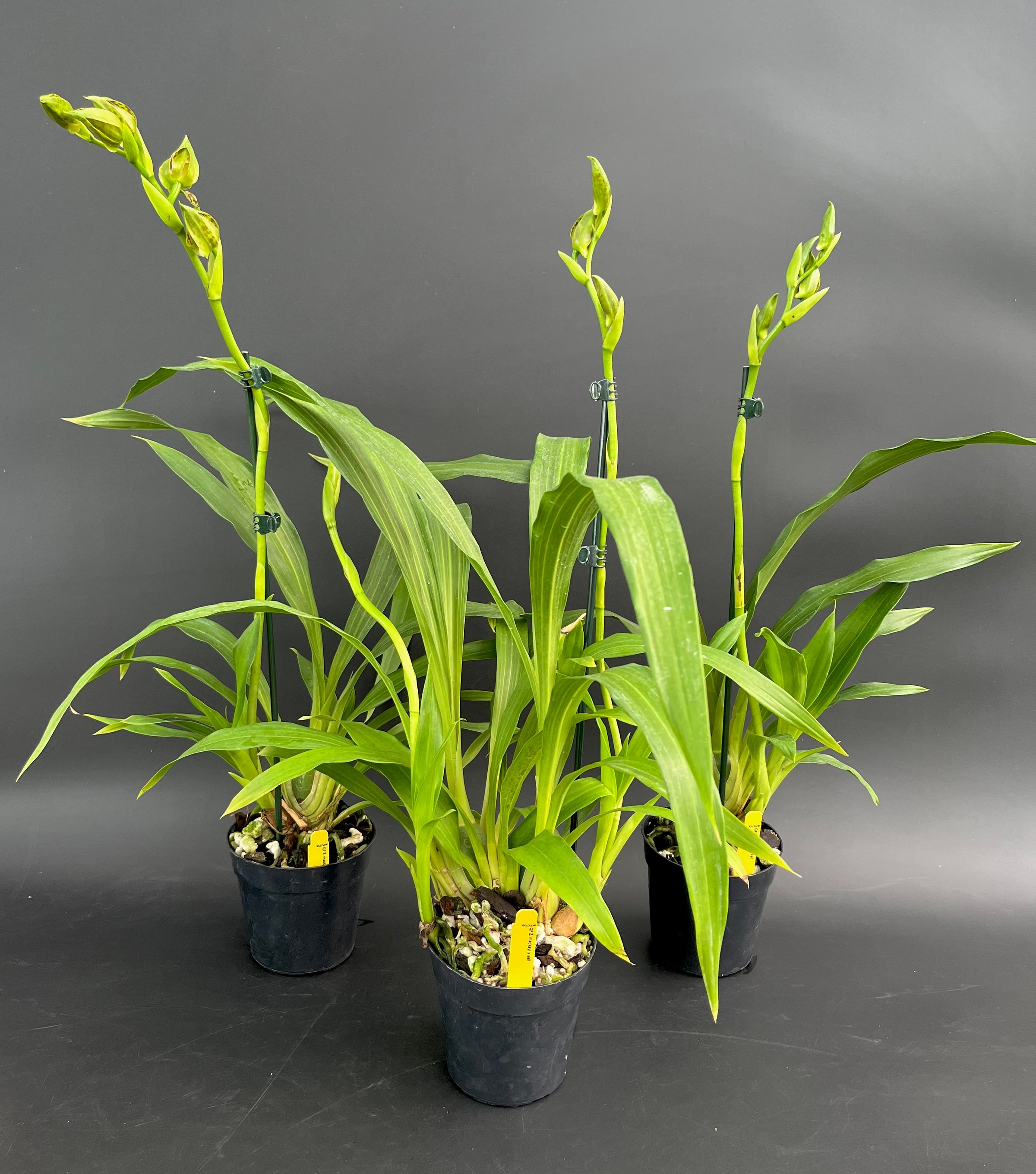 mevi mame botanical Anthurium Michelle '10' x Home, Sweet Home '32' by DocBlock® (wk14