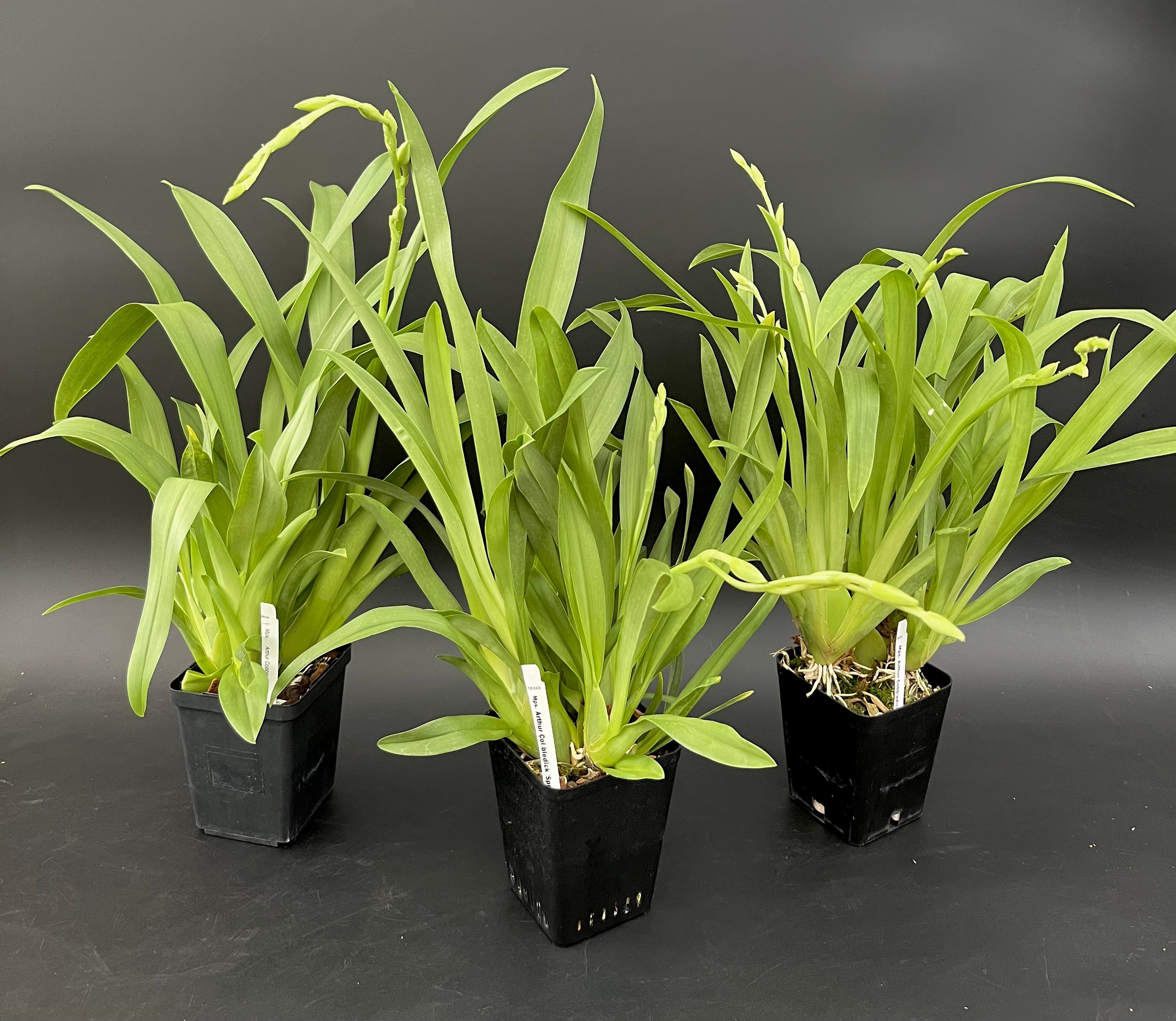 Mps. Arthur Cobbledick 'Springtime' HCC/AOS - 4