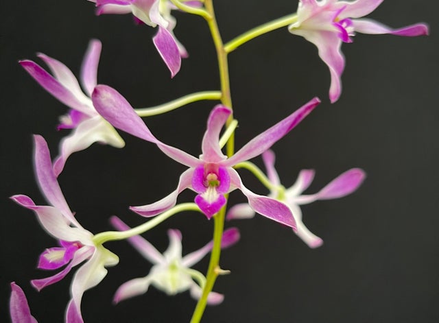 DENDROBIUMS | Appalachian Tropicals