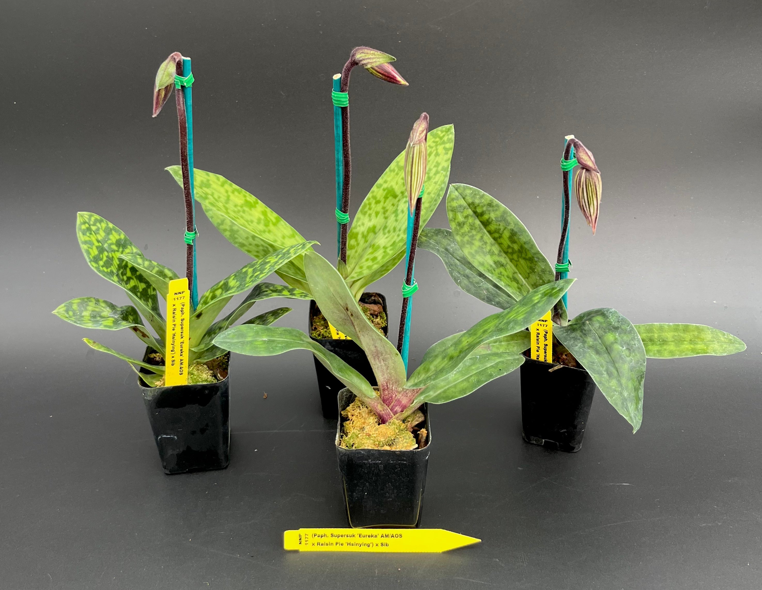 Paph. Supersuk 'Eureka' AM/AOS x Raisin Pie 'Hsinying' x sib - 2