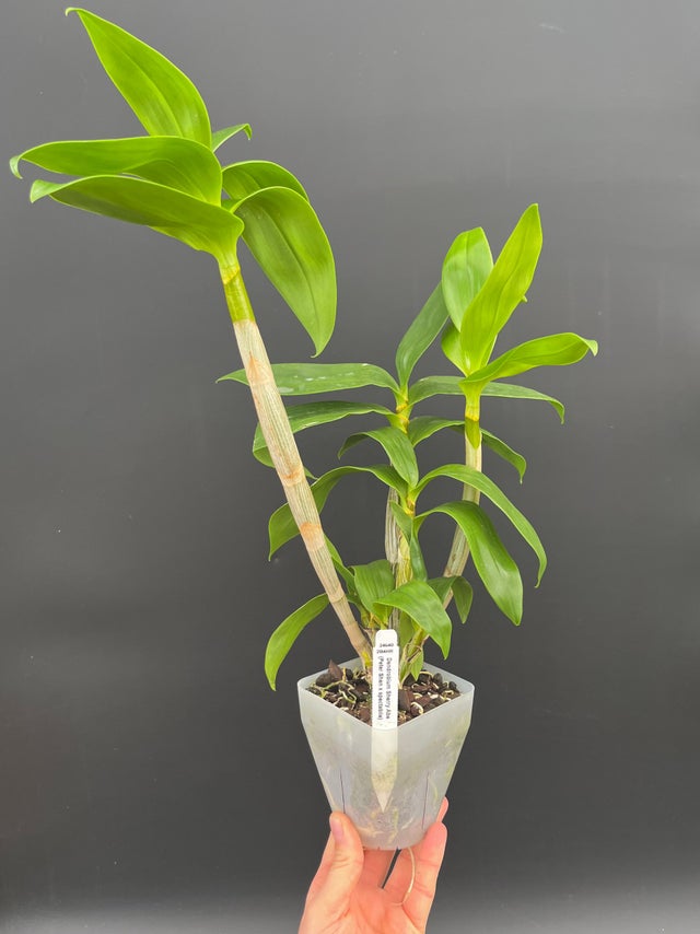 DENDROBIUMS | Appalachian Tropicals