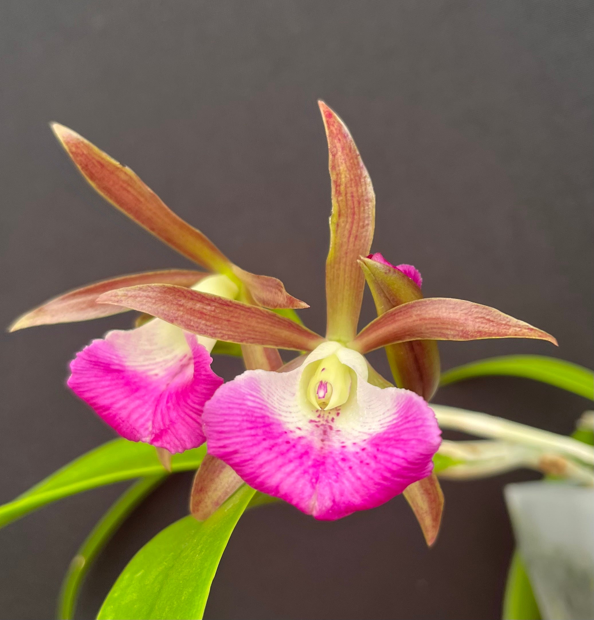 C. leopoldii v. albinia 4N x B. nodosa 4N - 4