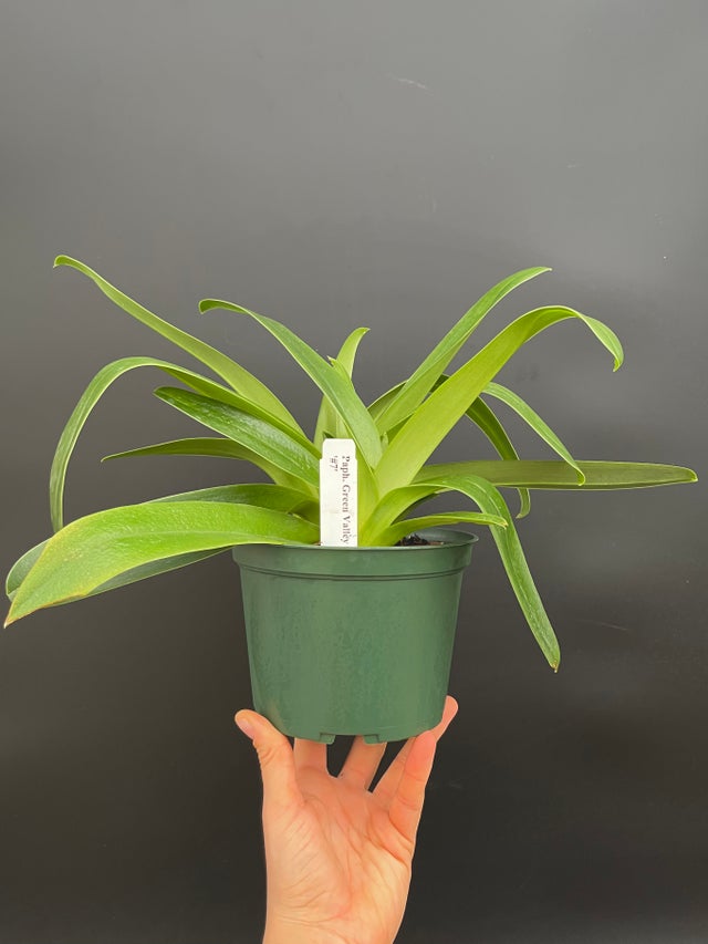 SLIPPER ORCHIDS | Appalachian Tropicals