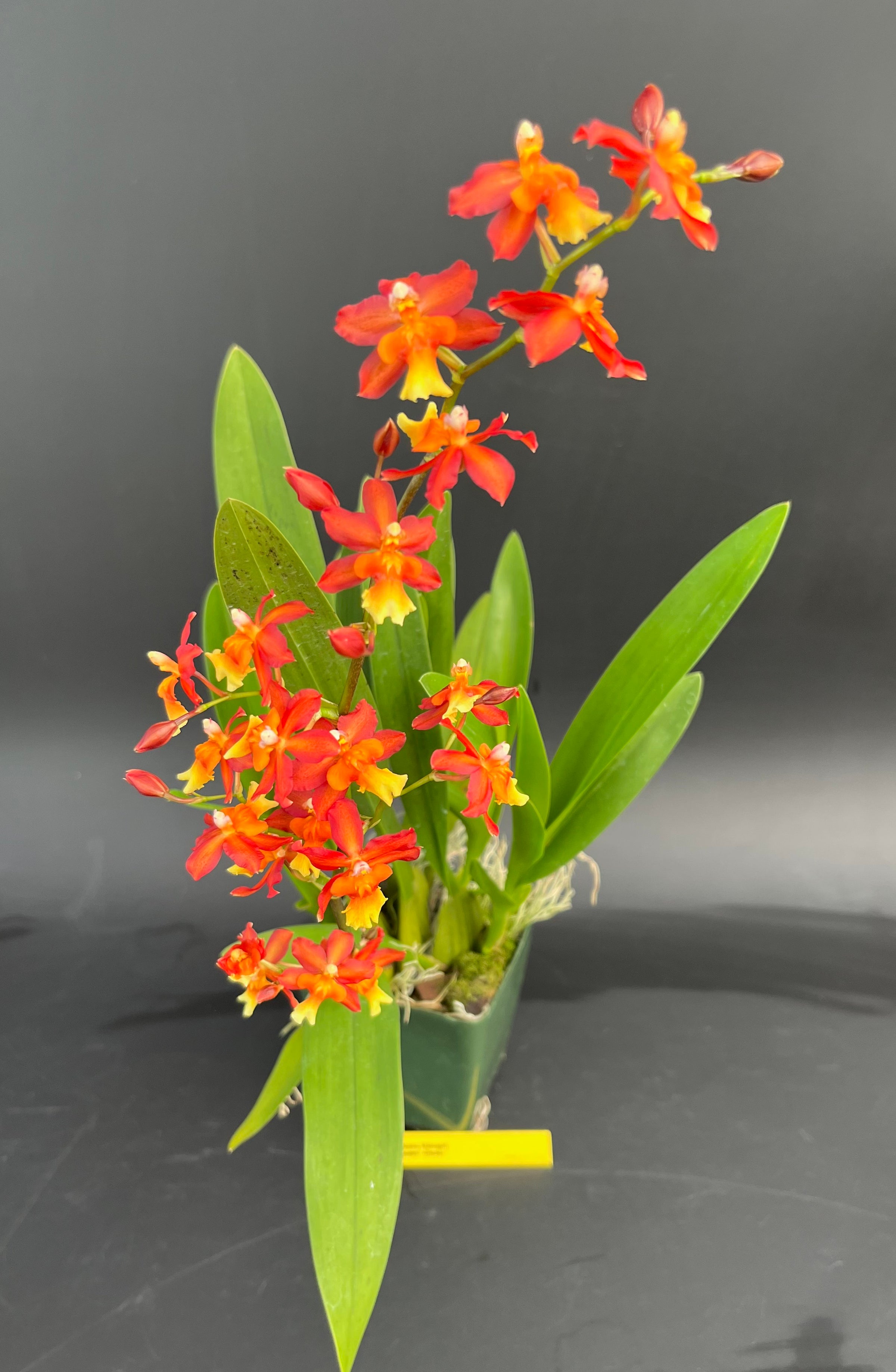Oncda. Volcano Midnight 'Volcano Queen' - 4