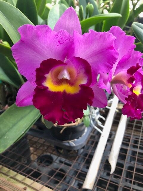 Blc. Shannon Conner 'Pink Paradise' - 2