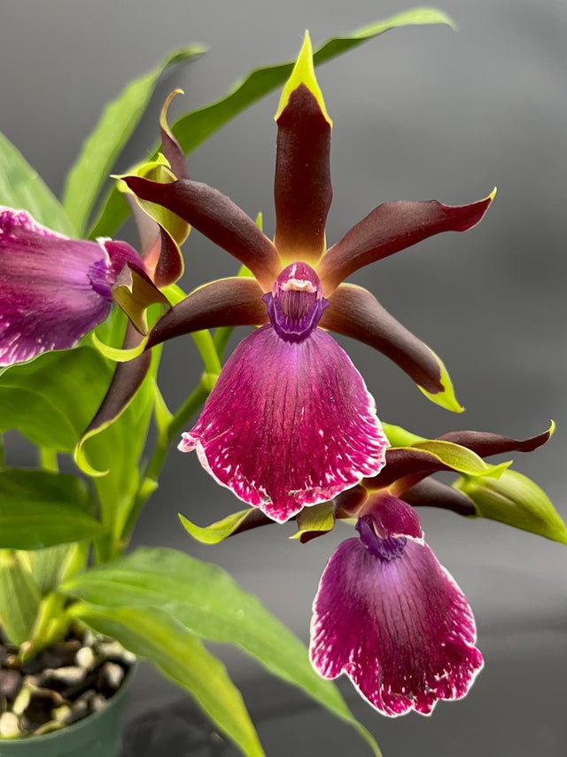 ZYGOPETALUMS | Appalachian Tropicals