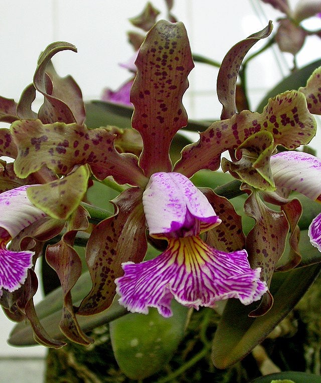 SPECIES ORCHIDS | Appalachian Tropicals