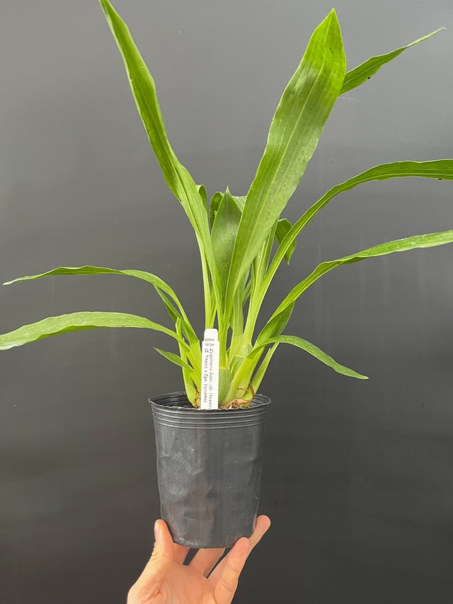 ZYGOPETALUMS | Appalachian Tropicals