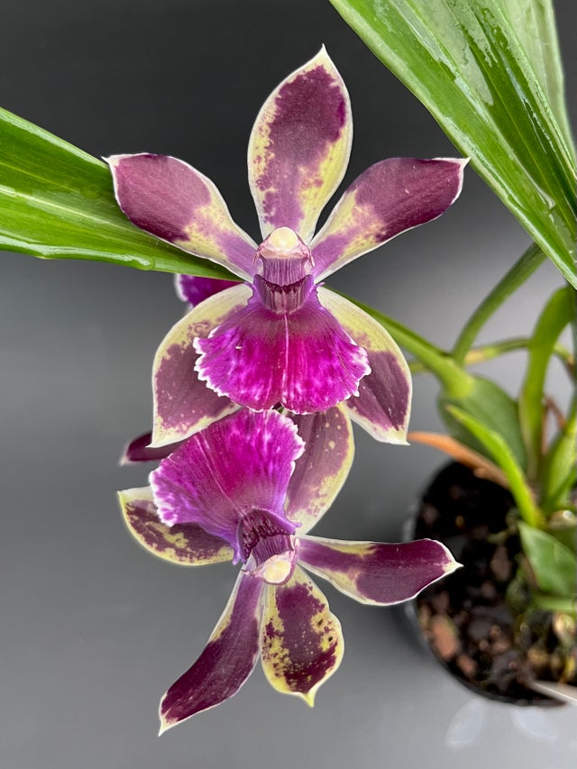 ZYGOPETALUMS | Appalachian Tropicals