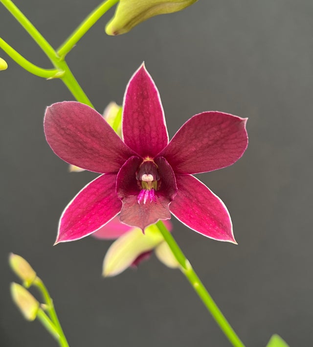 DENDROBIUMS | Appalachian Tropicals