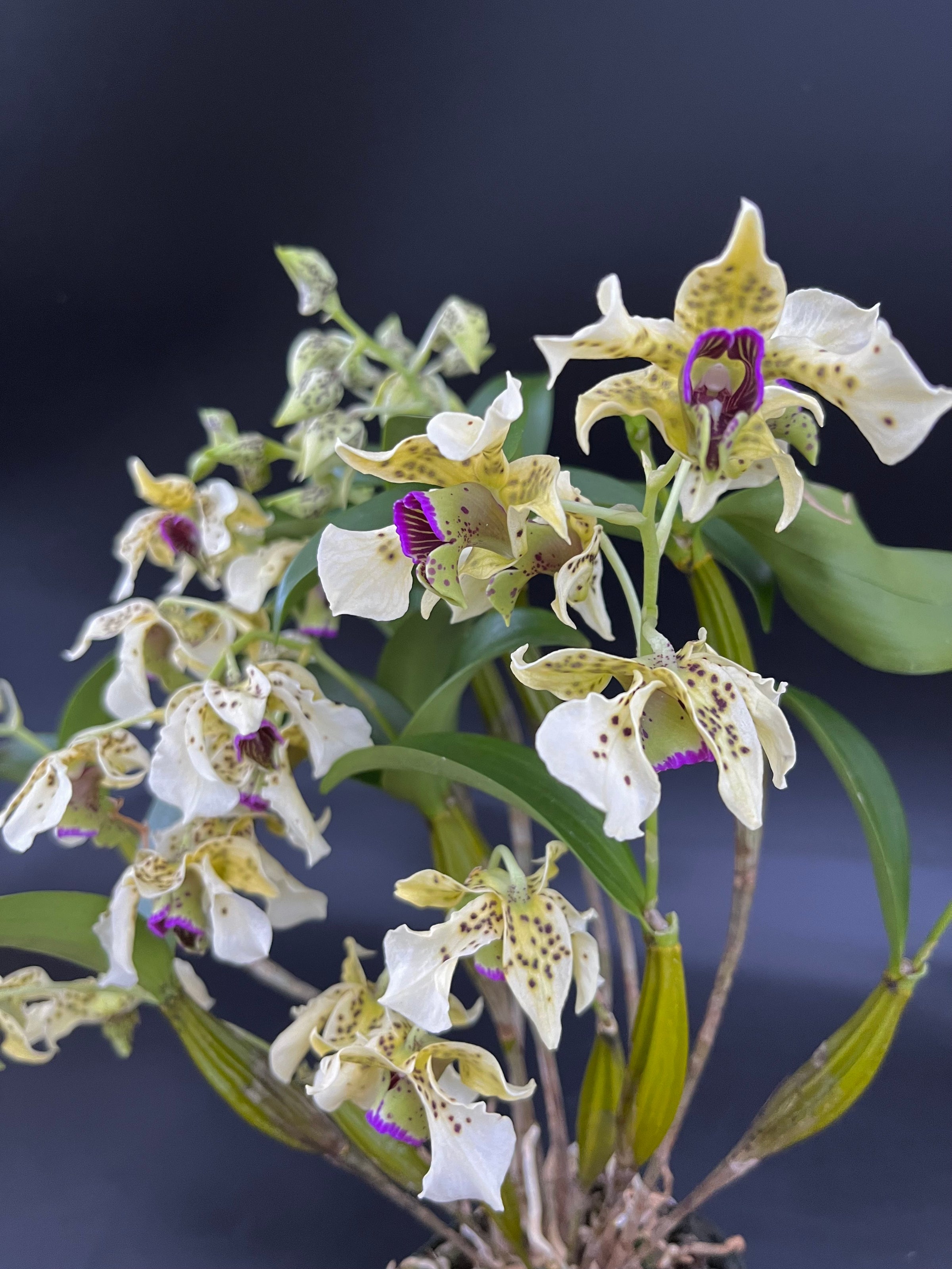 Den. Little Norman - 4