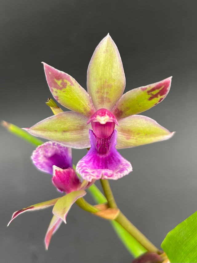 ZYGOPETALUMS | Appalachian Tropicals