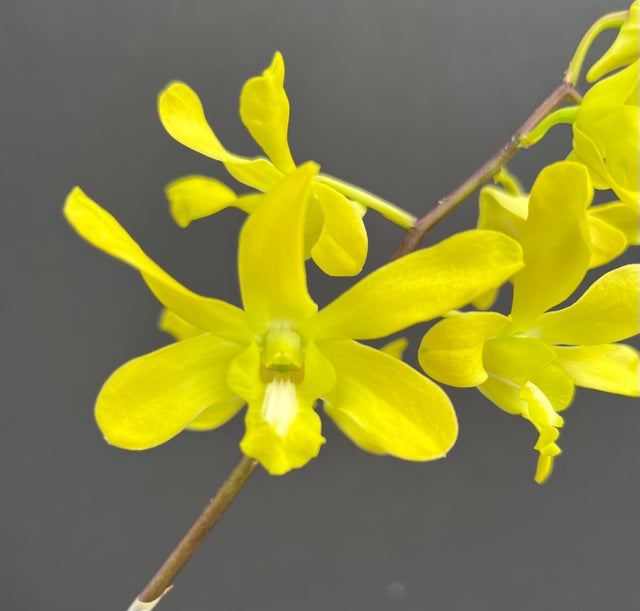 DENDROBIUMS | Appalachian Tropicals