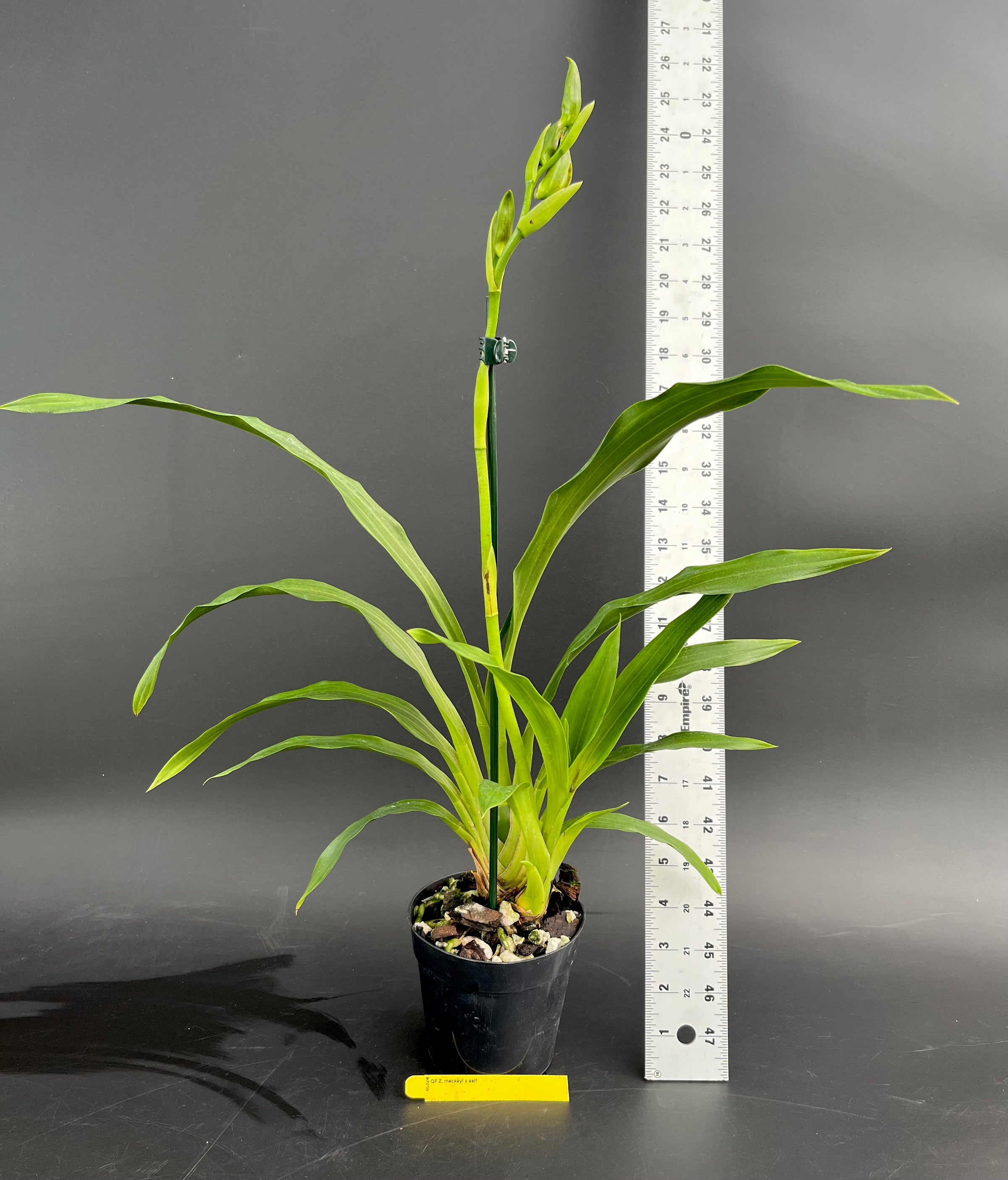 mevi mame botanical Z. mackayi x self - 4